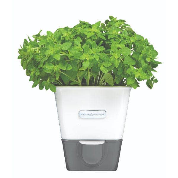 DKHB [Zyliss, Cole & Mason, Swissmar, AdHoc, Ken Hom] - Wholesale Plant Pot - Cole & Mason Self-Watering Potted Herb Keeper0