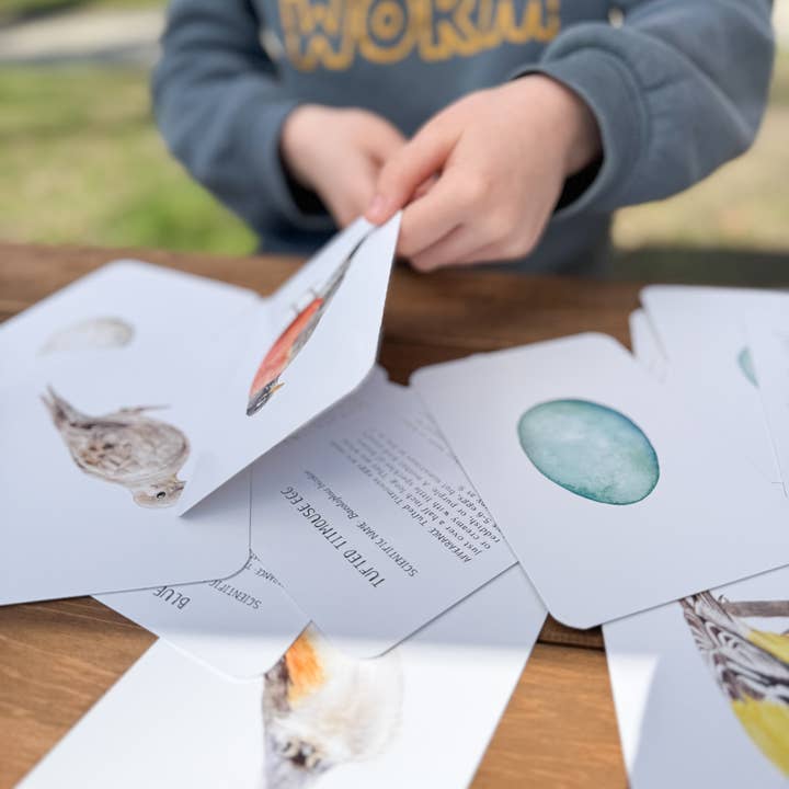 Feed & Dwell - Wholesale Learning Cards - Kids & Baby - North American Backyard Bird and Egg Learning Cards6