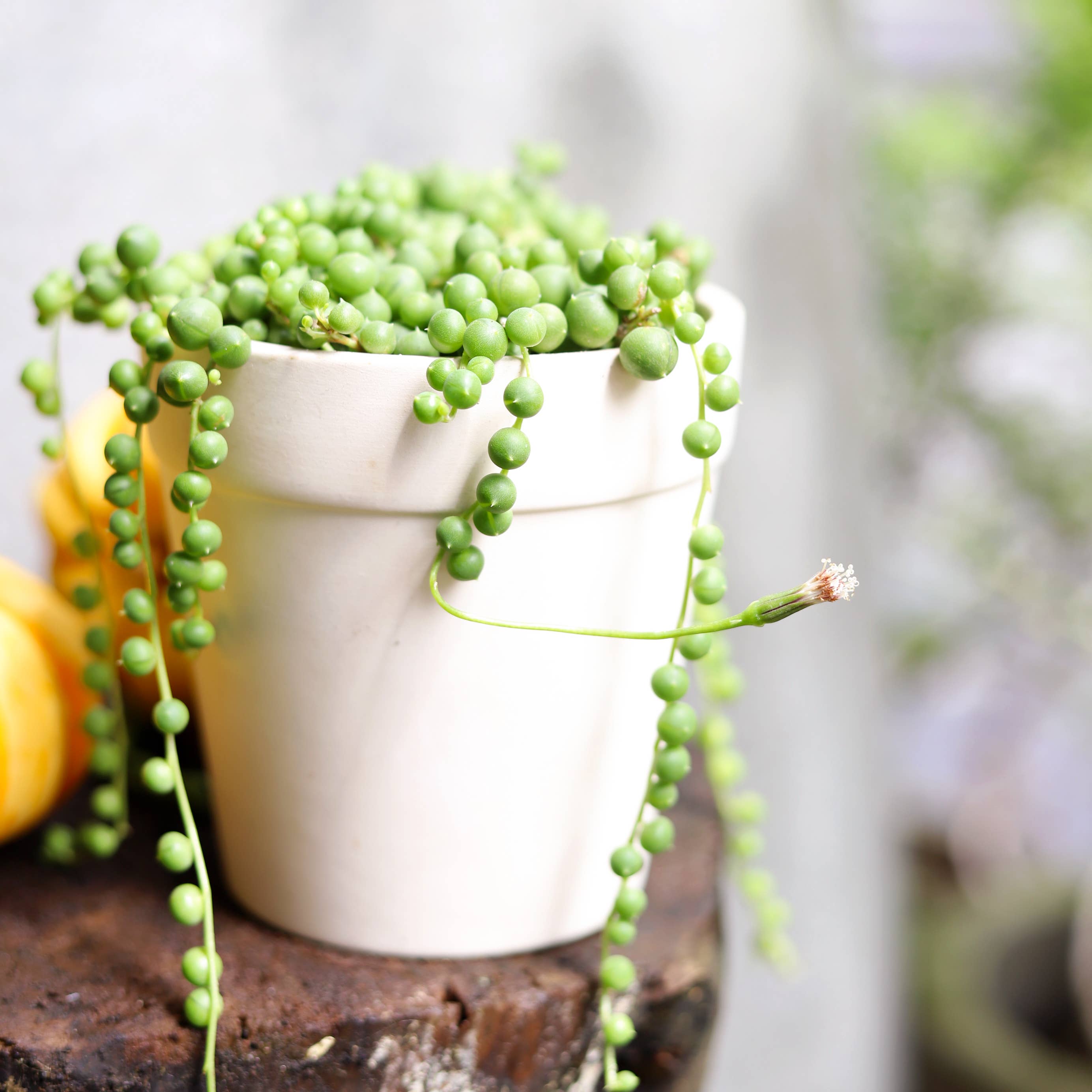 Best Plant Friend - Wholesale Succulent - String Of Pearls Succulent Plant 2/4/6 inch Grower Pot4