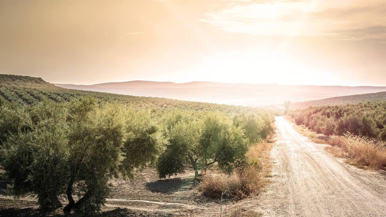 hinterland - Wholesale Olive Oil - Premium Organic Extra Virgin Olive Oil6