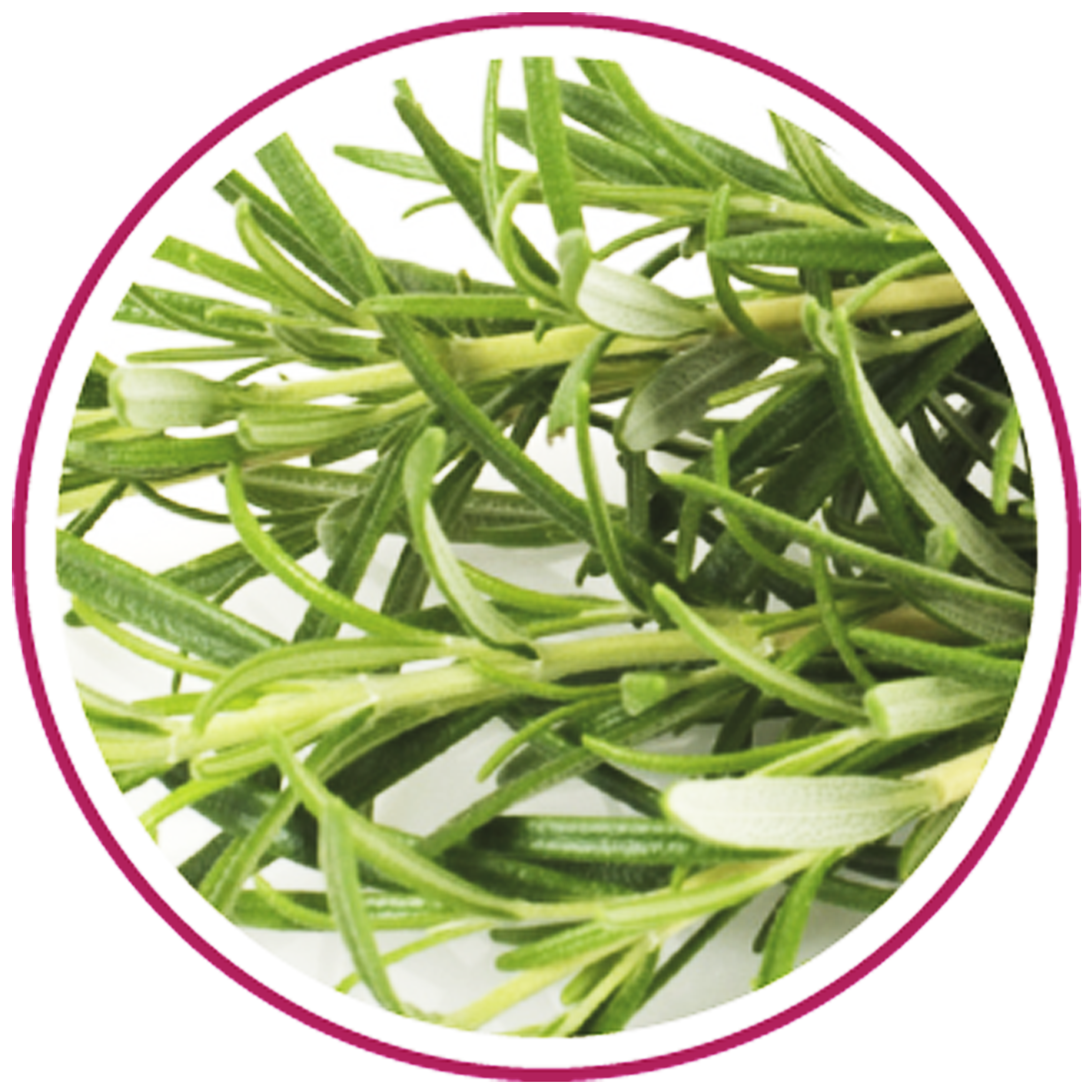 Nutrisensis - Wholesale Health/Detox Tea - NUTRISENSIS - Organic liver drainage infusion - 20 bags4