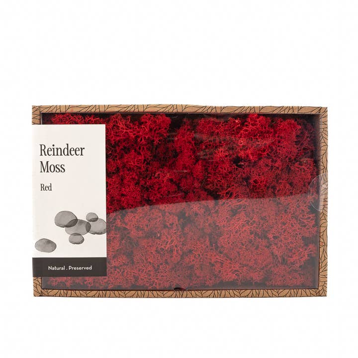 Líquen Estabilizado - Cores - Grande Creabox DIY por atacado de SecondFlor