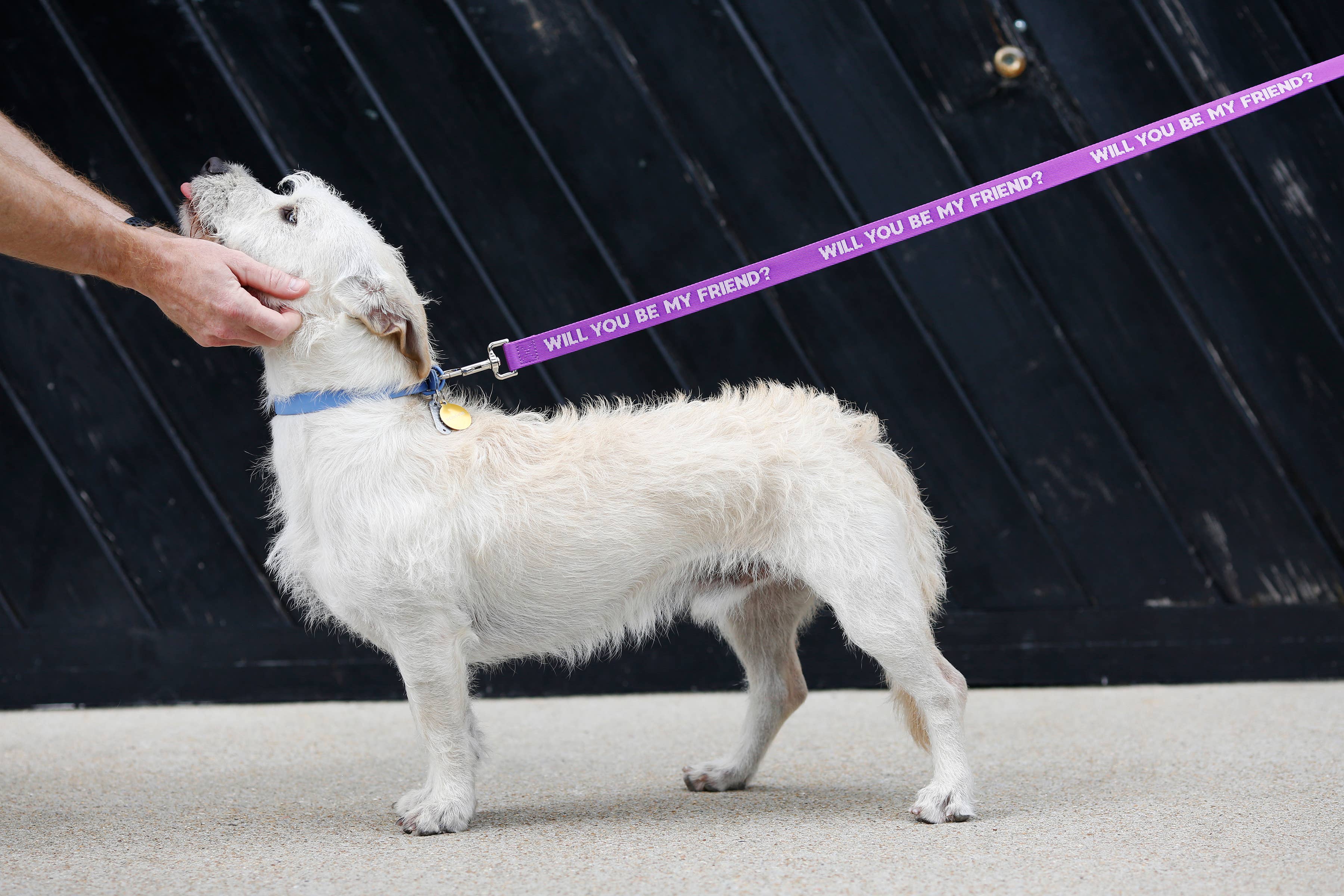 Pretty Alright Goods - Wholesale Pet Leash - Dog - Be My Friend - Dog Leash2