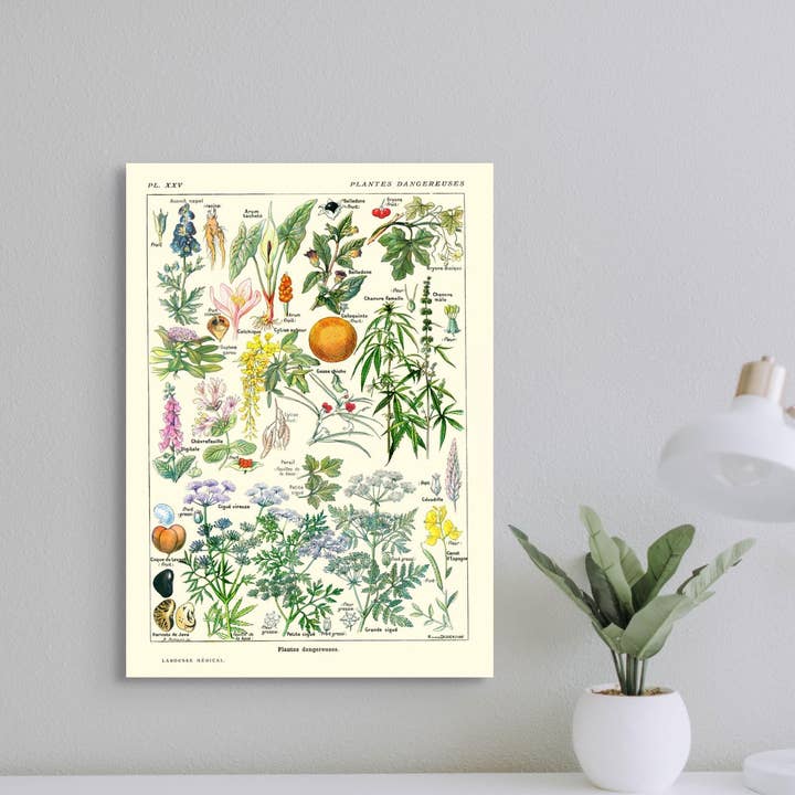 Vintage botanisk medicinsk bog - 1912 guide til farlige planter for engroshandel hos Vintage Wall Graphics