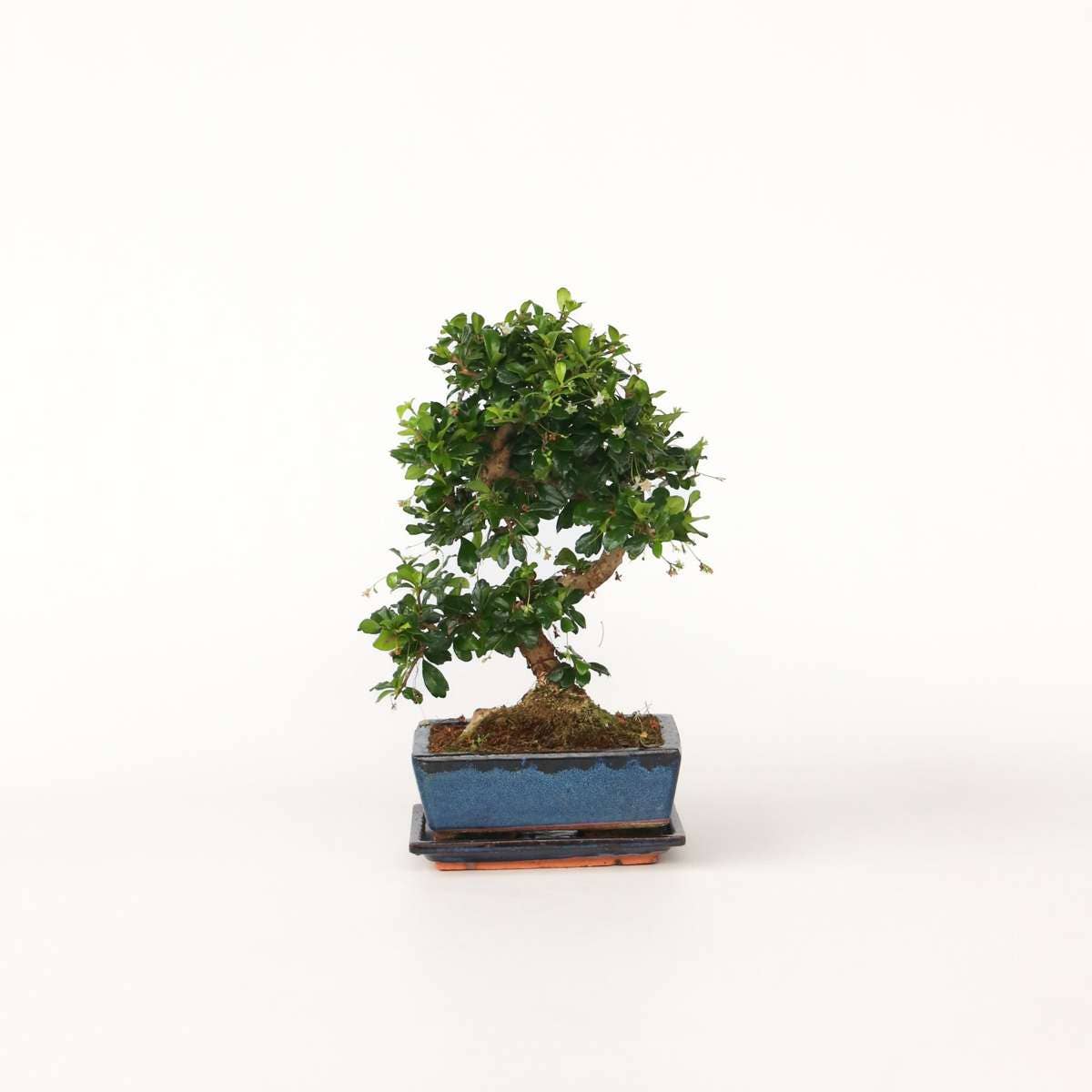 Oasis of Life - Wholesale Live Plant - Bonsai Tree – Carmona Microphylla – Height 25–30cm – Ø20cm – Genuine Fukien Tea Bonsai with S-Shape – Elegant Indoor Plant in Ceramic Pot – Easy to Care for & Decorative0