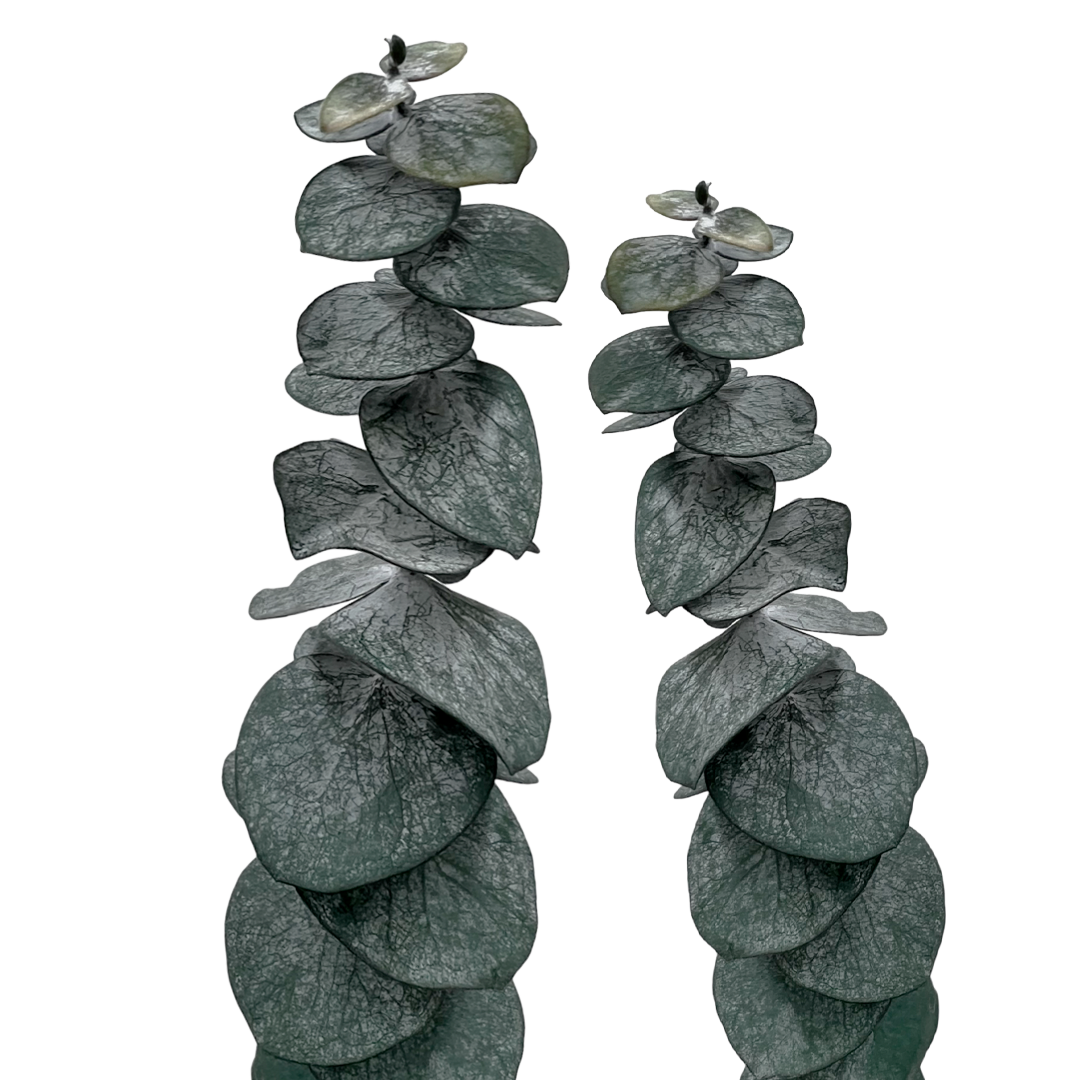 2626 Designs - Vente Fleur séchée/pressée - Feuilles d'eucalyptus petites préservées de 43 à 53 cm de long8