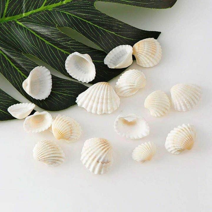 GSea - Wholesale Decorative Tabletop Object - Assorted Seashell Granular Ark White Cockle Shell Decor