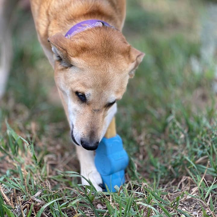 SodaPup Dog Toys - Vente Jouet à mâcher – chien - Porte-Chewing-gum Yak en caoutchouc Petz4