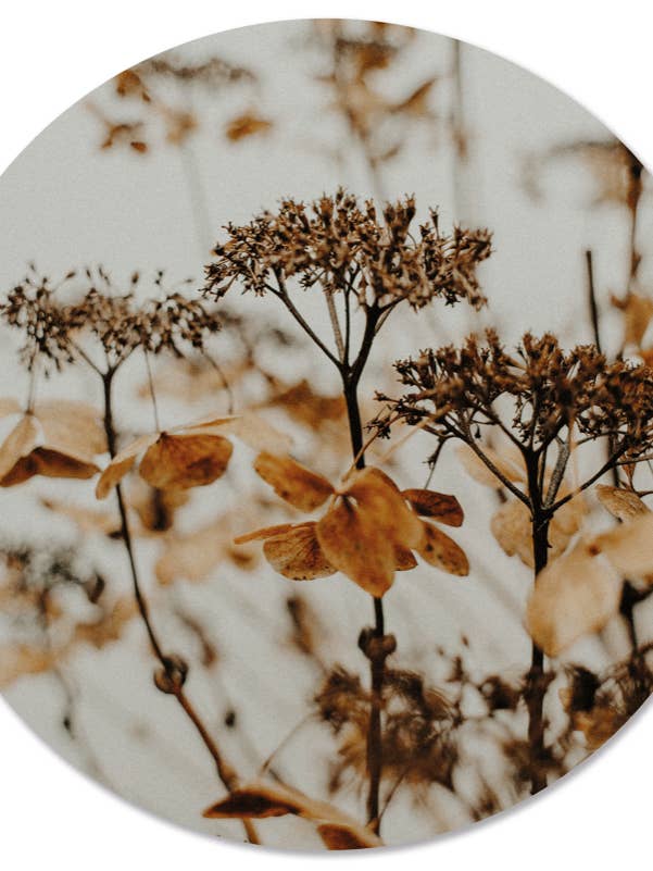 Mural circulaire en fleurs séchées pour la vente par Label2X B.V.