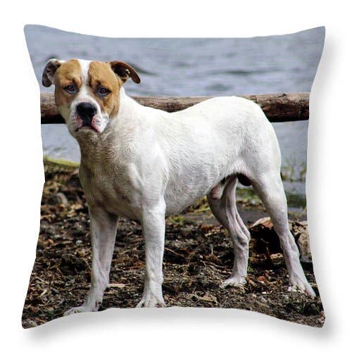 “O AMERICANO SAFFORDSHIRE TERRIER OLHAR RETRATO” TRAVESSEIRO por atacado de sorayadapuzzostore