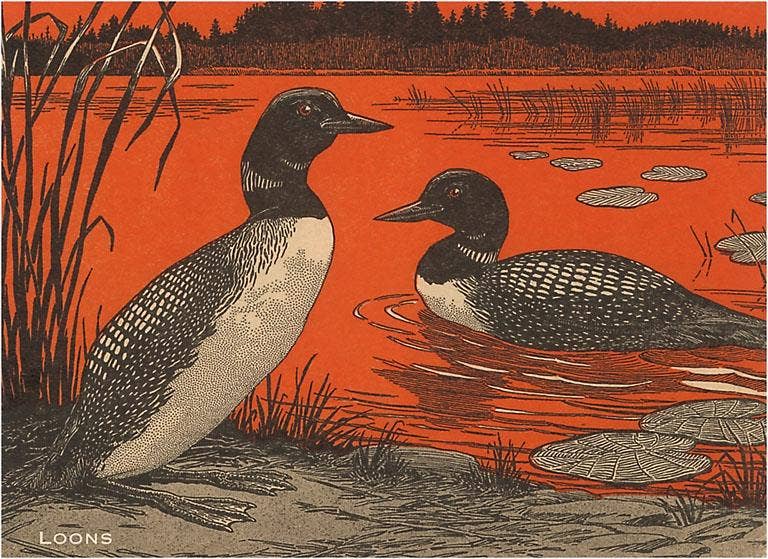 Found Image Press - Wholesale Postcard - Postcard WD-03 Woodcut of Loons0