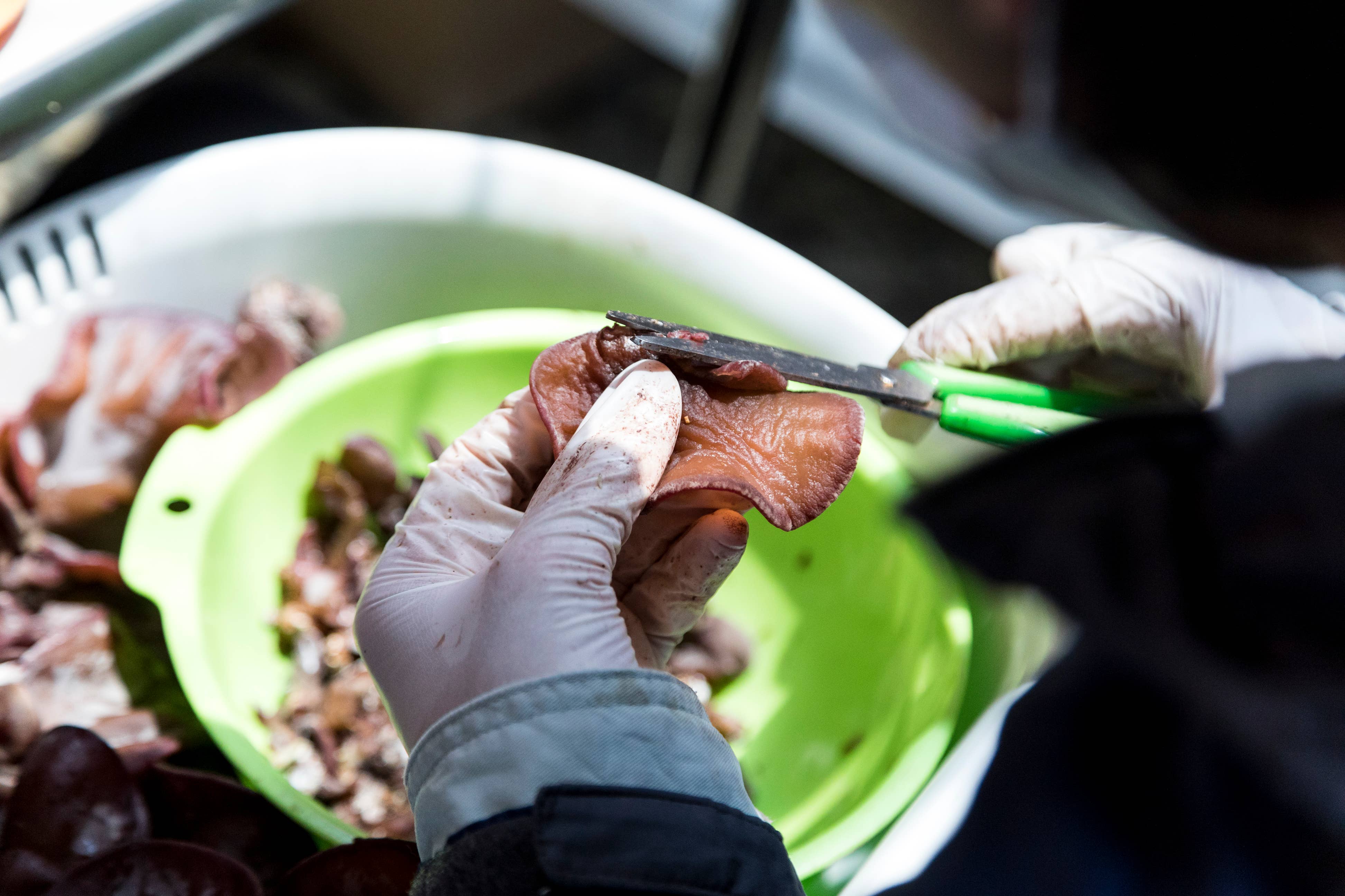 Japan Artisans - Wholesale Dried/dehydrated vegetables - Kasugai-Dried Wood Ear Mushrooms 14g – Organic - Japan10