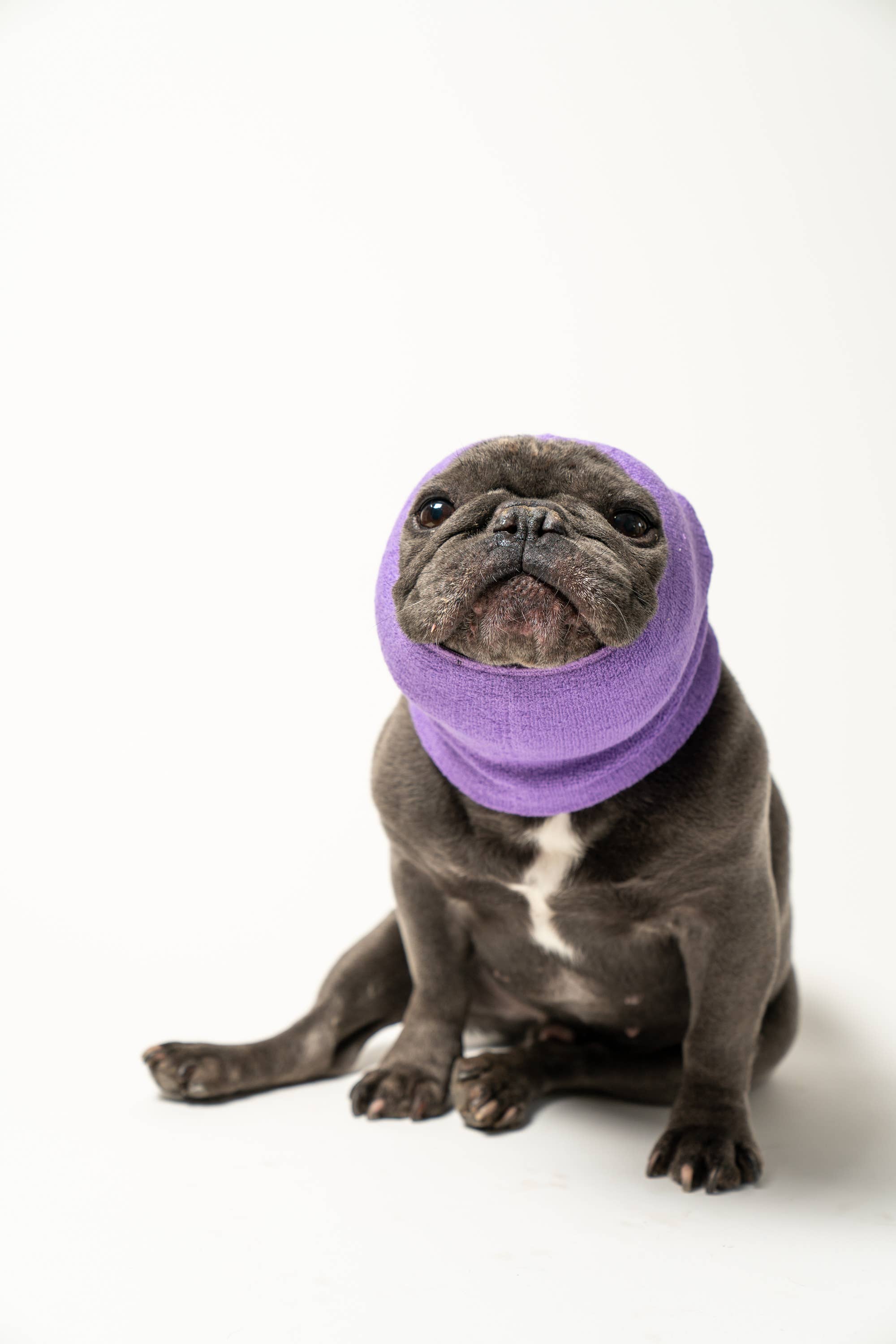 PetGiftz LLC - Vente Sweat à capuche – chien - CAGOULES POUR ANIMAUX DE COMPAGNIE, SWEATS À CAPUCHE POUR CHIENS CONTRE L'ANXIÉTÉ, LE TOILETTAGE ET PLUS ENCORE !2