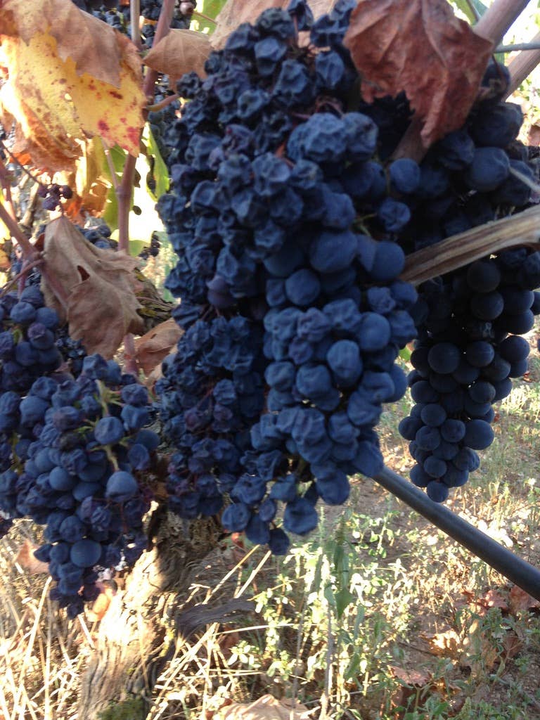 De Quarto Vitivinicoltori - Wholesale Red Wine - Co' Primitivo di Manduria Riserva DOP Red Wine2