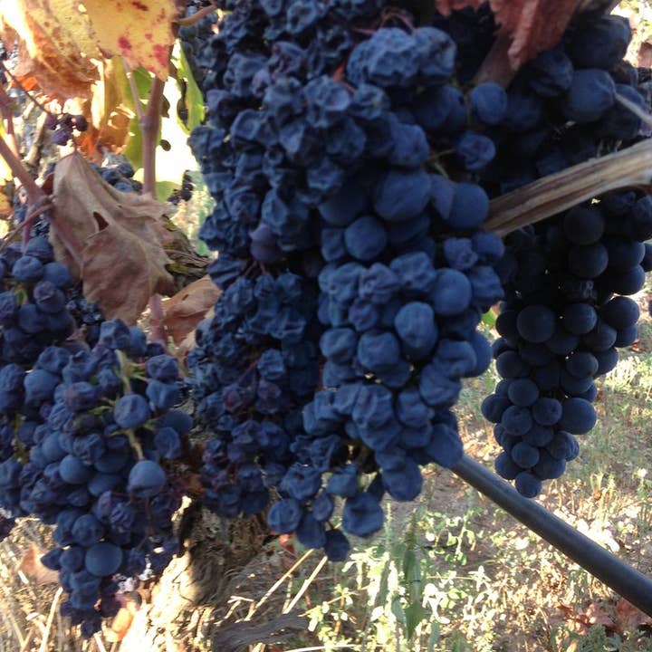 De Quarto Vitivinicoltori - Wholesale Red Wine - Co' Primitivo di Manduria Riserva DOP Red Wine2