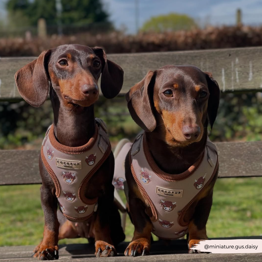 Cocopup London - Wholesale Pet Harness - Dog - Harold the Highland Cow Adjustable Neck HARNESS32