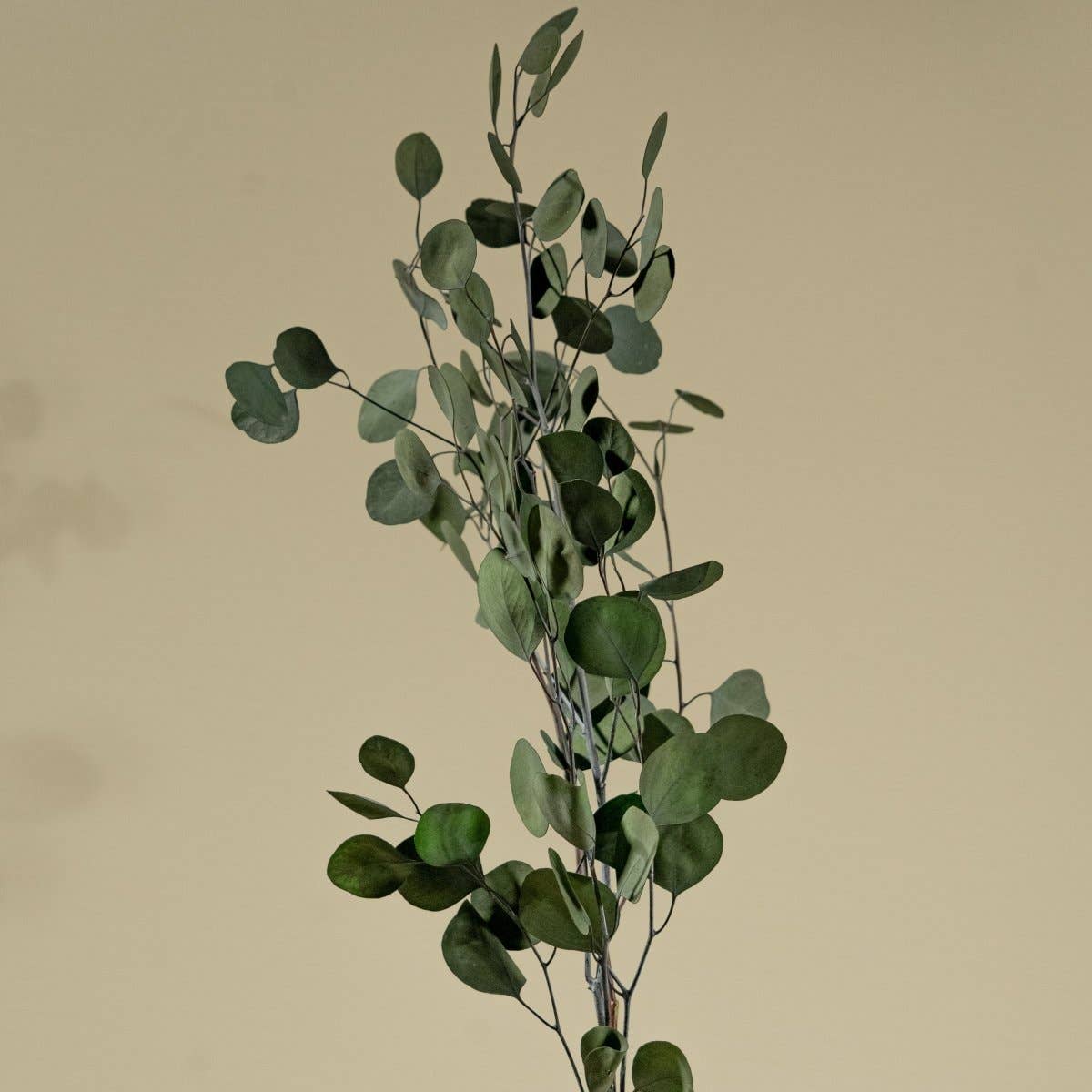 Sola Wood Flowers - Wholesale Dried/Pressed Flowers - Preserved Silver Dollar Eucalyptus - Green2