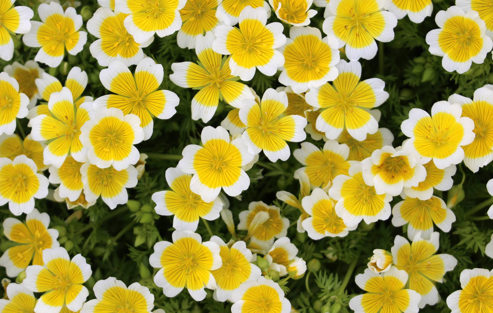 Du Jardin Beauty – Máscara/tratamento labial por atacado – Batom Brilhante e Saboroso com Cor de Cereja Suculenta (Cópia)5