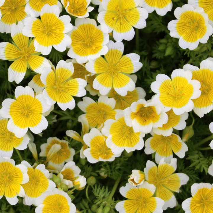 Du Jardin Beauty - Wholesale Lip Treatment/Mask - Juicy Cherry Tinted & Tasty High-Shine Lip 5