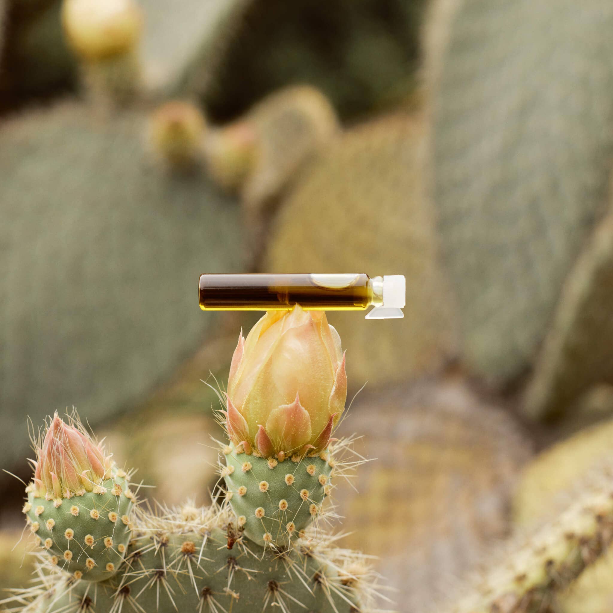 SOWE Botanic Lab – wholesale Eterisk olja – Relax Booster med ekologiska eteriska oljor - lavendeldoft1