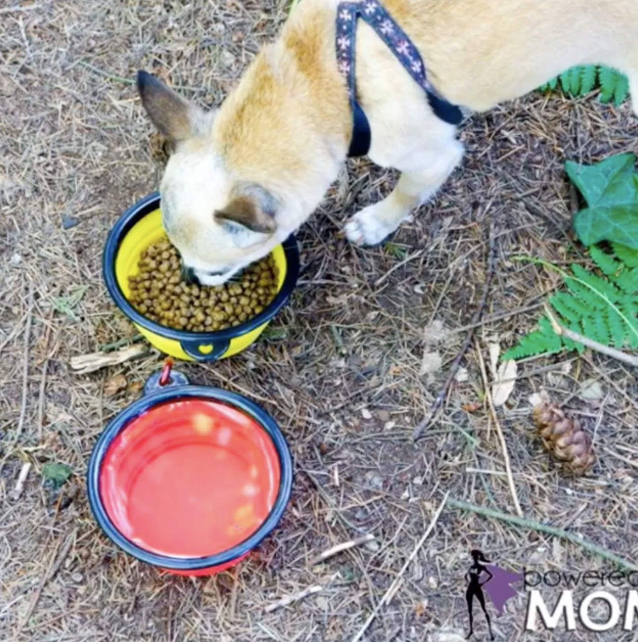 Mr. Peanut's - Wholesale Pet Bowl - Cat/Dog - Collapsible Silicone Travel Bowls - 12oz15