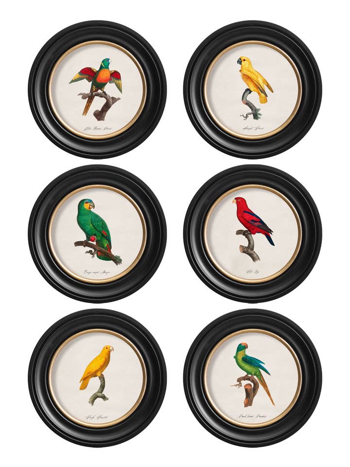 C.1800's Collection of Parrots in Round Frames 2 for wholesale by T A Interiors Wall Art & Mirrors