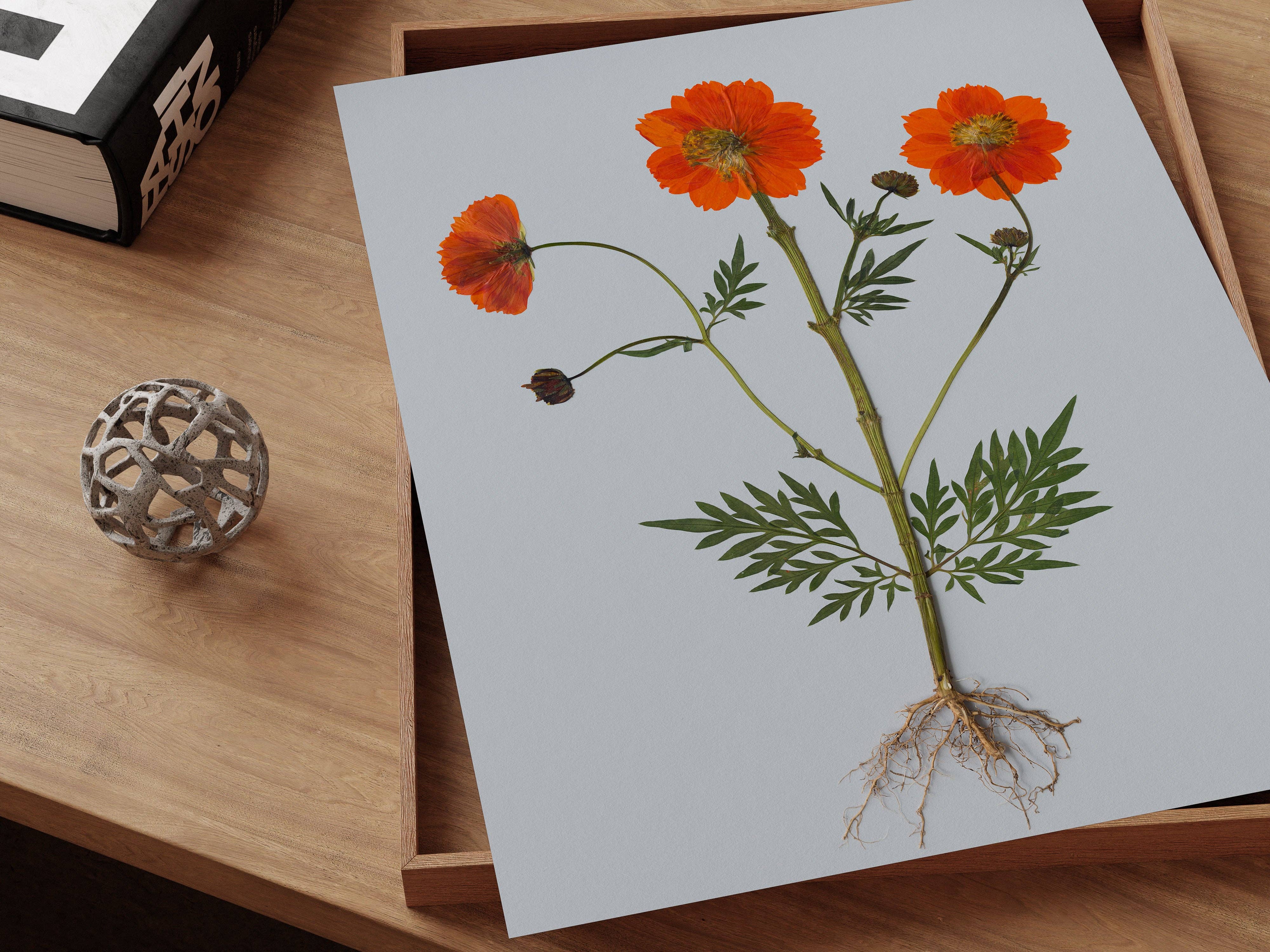 Hope Steinle Pressed Flower Art - Wholesale Art Print - Root Series No. 44