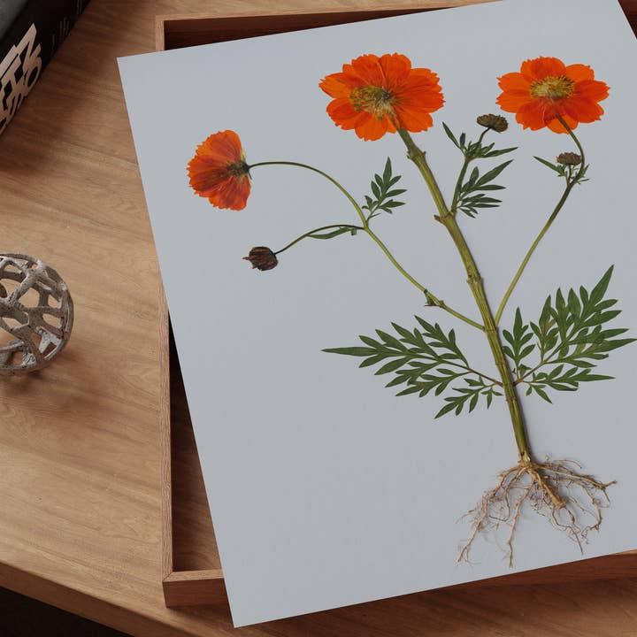 Hope Steinle Pressed Flower Art - Wholesale Art Print - Root Series No. 44