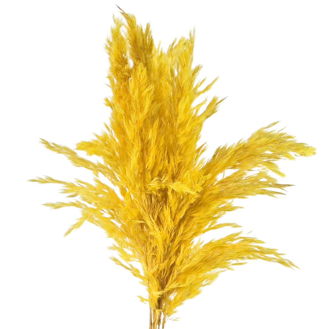 Botanico Ltd. - Wholesale Dried/Pressed Flowers - Pampas Grass Small6