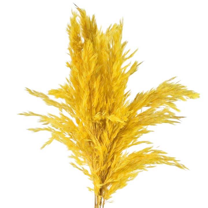 Botanico Ltd. - Wholesale Dried/Pressed Flowers - Pampas Grass Small6