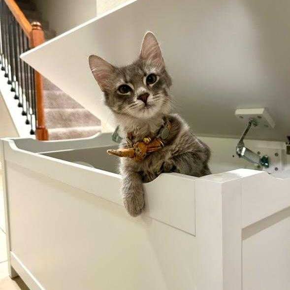 Designer Pet Products, LLC - Venta al por mayor Arenero para gatos - Arenero para Gatos con Cerramiento - A Prueba de Perros - Caja Blanca para Gatos, Estiloso