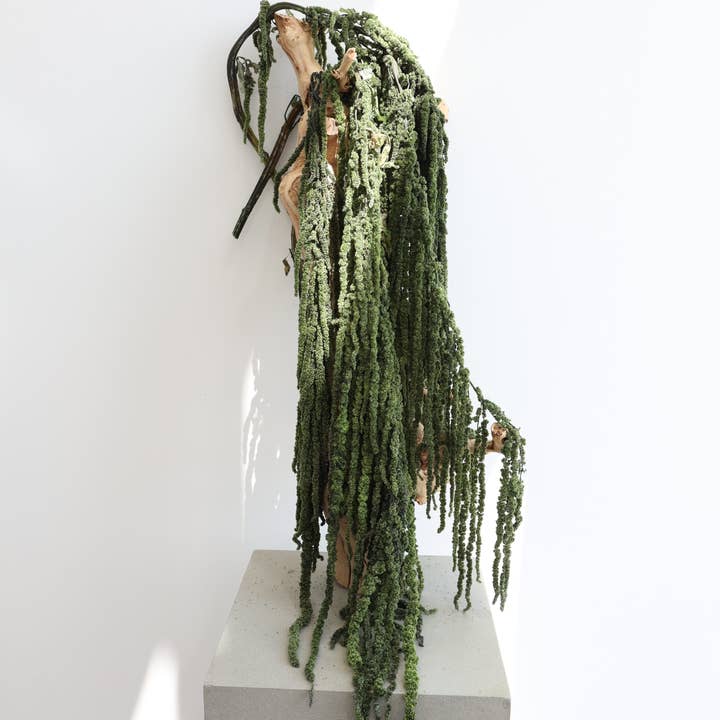 Green Preserved Amaranthus for wholesale by FlowerFantaSee