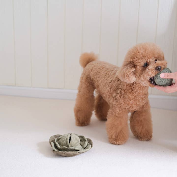 Lambwolf Collective - Wholesale Pet Plush Toy - Dog - CABBAGE POP//ENRICHMENT DOG TOY