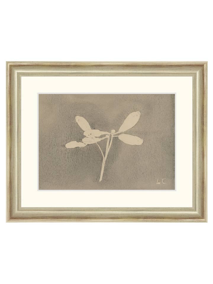 Vischio per la vendita all'ingrosso da parte di Splendus