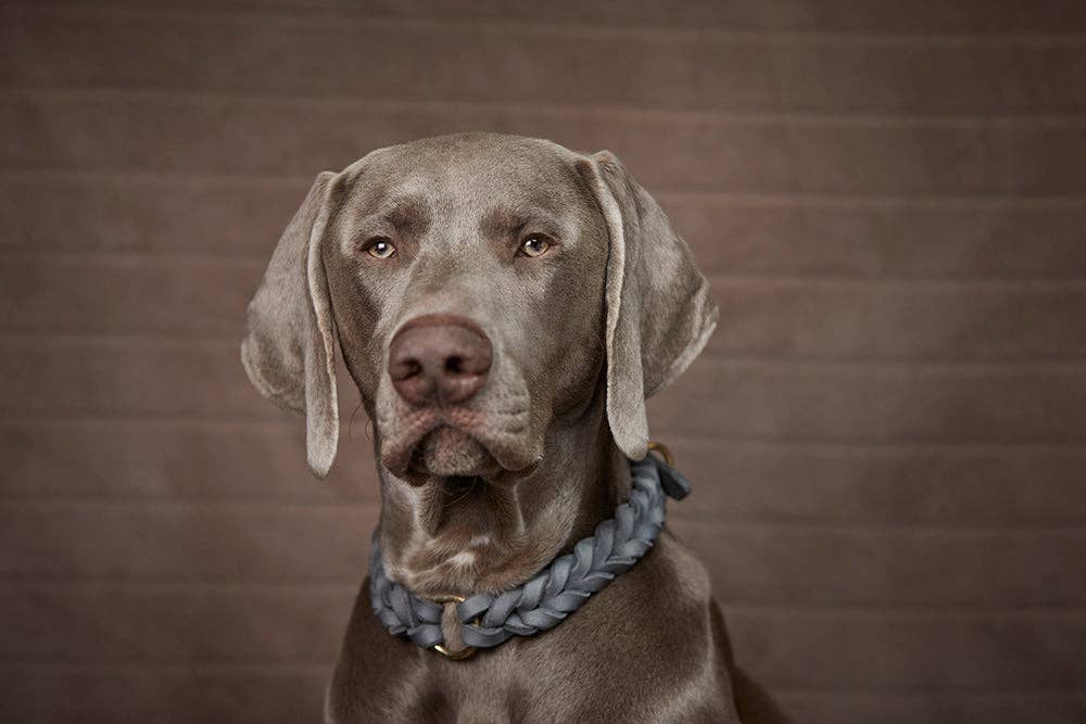 ammi for Dogs – Engroshandel Halsbånd - Hund – Flettet tykt læderhalsbånd12