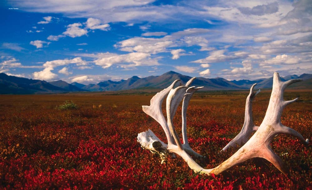 Independent Publishers Group - Wholesale Nature & Outdoors - American National Parks: Alaska, Northern & Eastern USA2