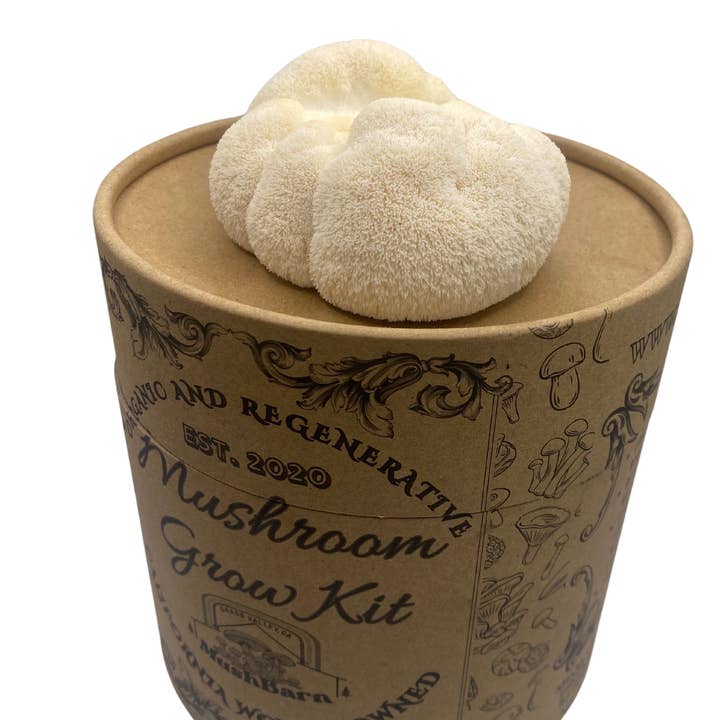 Mushroom Grow kit - Lion's Mane for wholesale by MushBarn