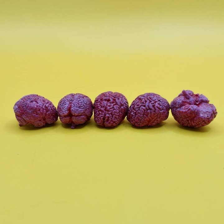 The Scale Grail – wholesale Decorative tabletop object – Human Brain, set of 5 great for 1:12 scale dioramas, horror scenes, terrariums. Fun action figure and board game accessories (5 brains)1