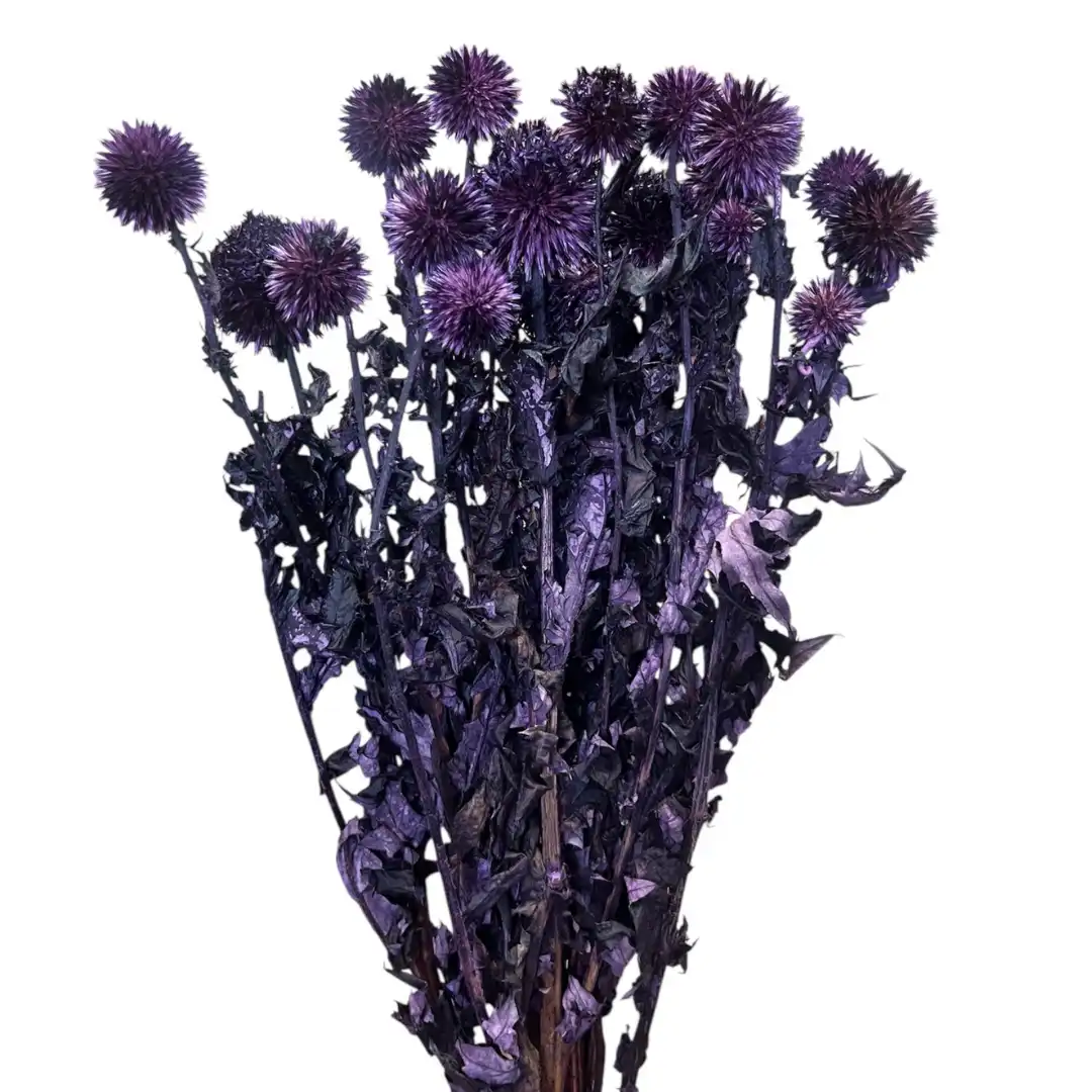 Botanico Ltd. - Wholesale Gedroogde/geperste bloemen - Echinops0