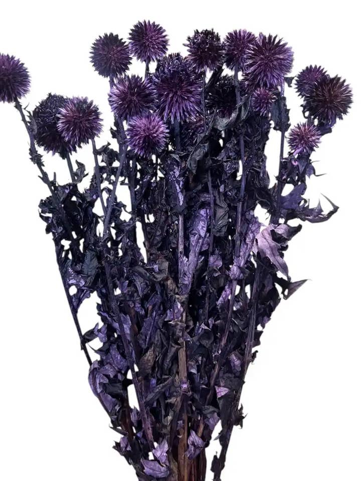 Echinops pour la vente par Botanico Ltd.