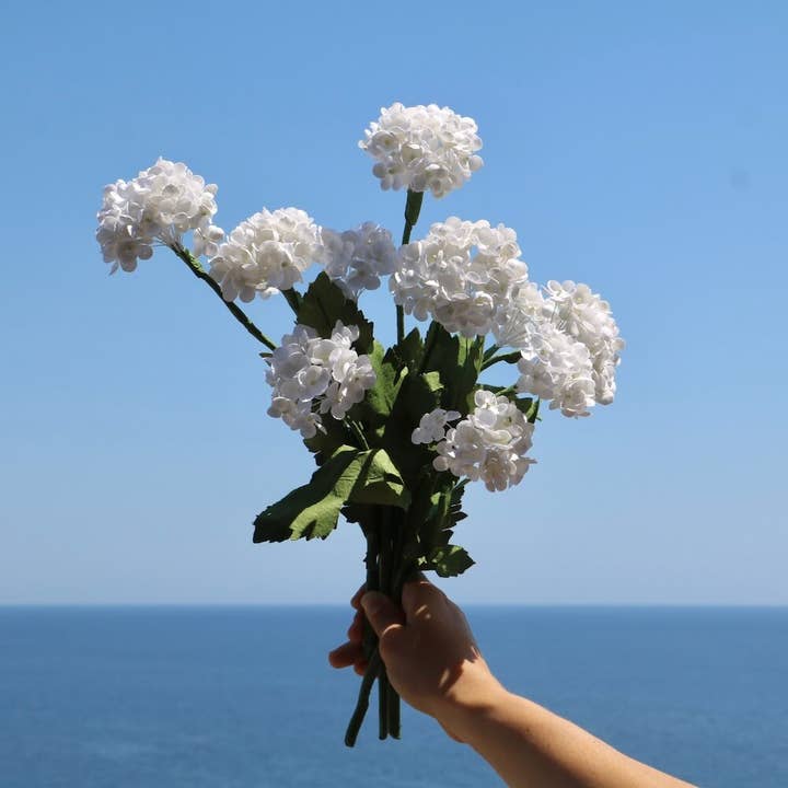 White paper viburnum for wholesale by Flowrette