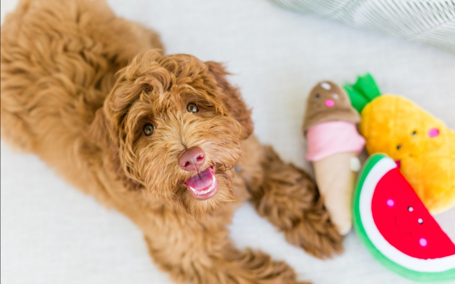 ZippyPaws - Vente Peluche – chien - NomNomz® - Pineapple - Jouet pour chien5