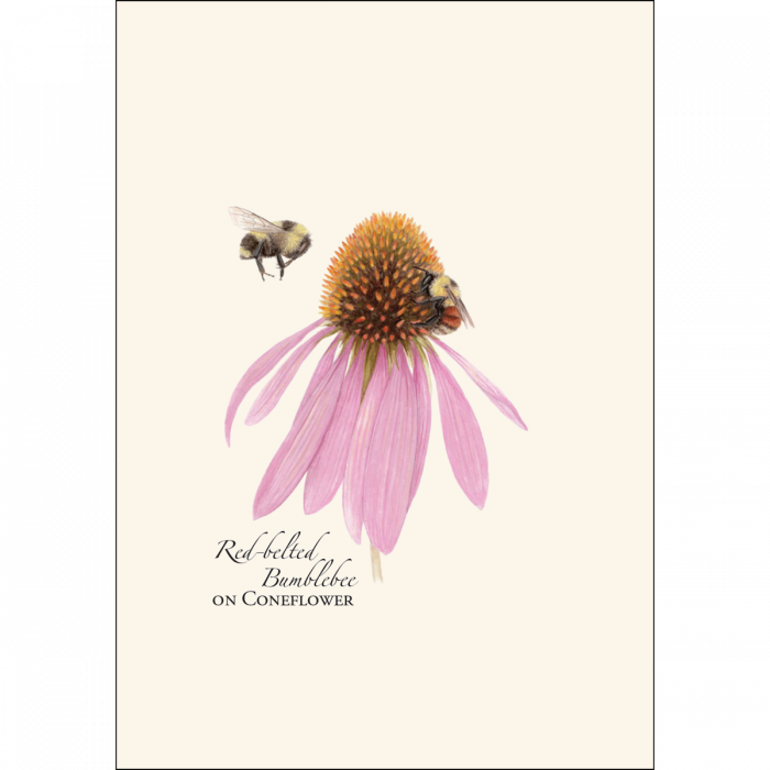 Earth Sky + Water - Wholesale Stationery/Notecard Set - Bumblebee Assortment Notecard Set1