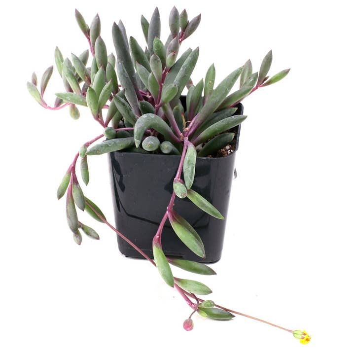 Mountain Crest Gardens - Wholesale Succulent - Trailing & Strings Succulents 24-Pack (6 Varieties, 2" Pots)