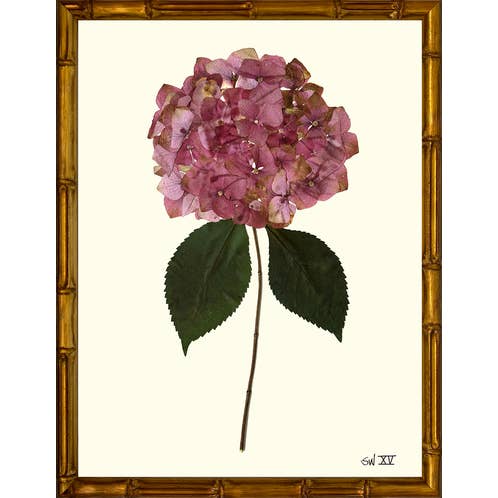 Homegrown Art Co - Wholesale Art Print - Garden Rose Pressed Hydrangea XV - Framed Botanical Art Print