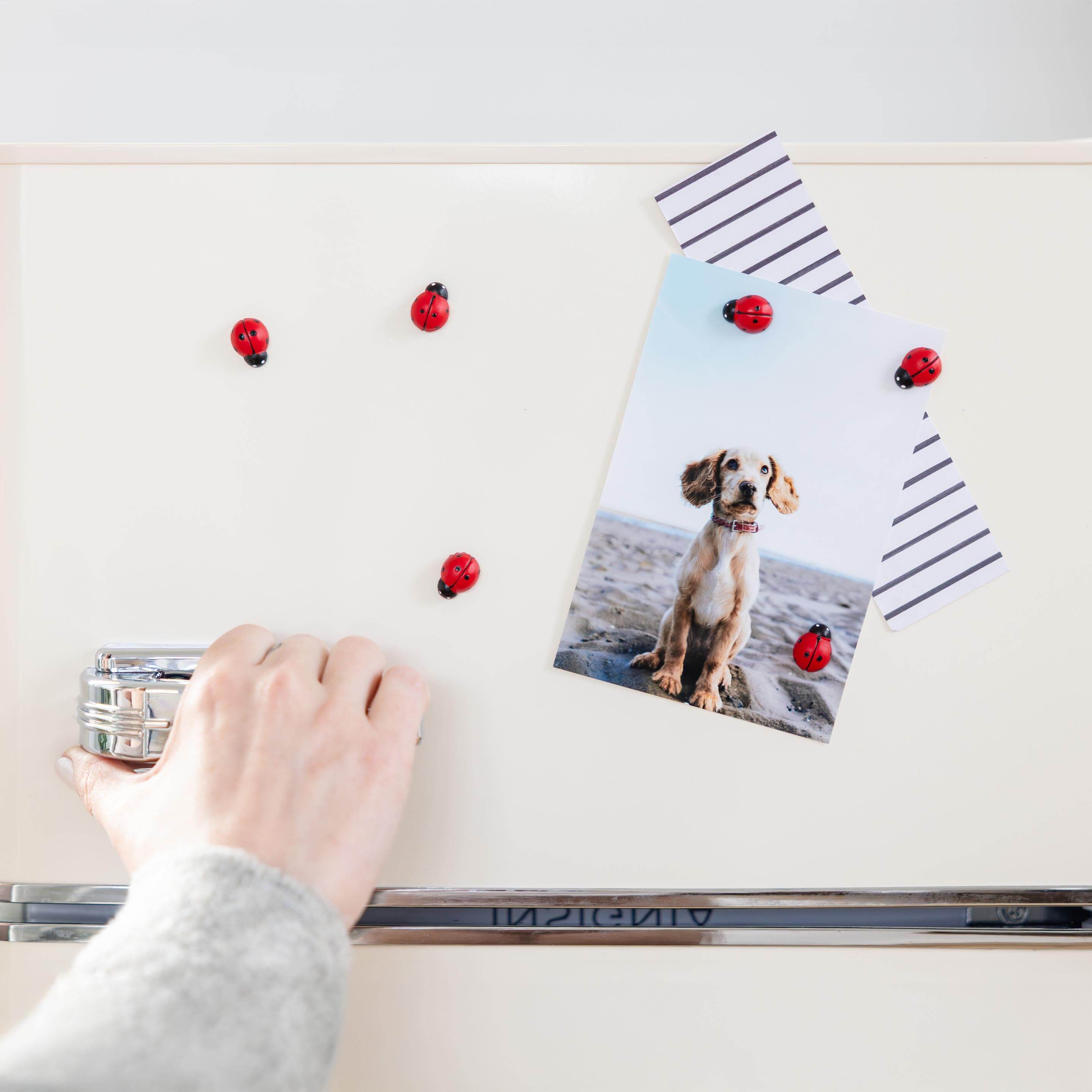 Three by Three Seattle - Wholesale Magnet - colorful ladybug magnets1