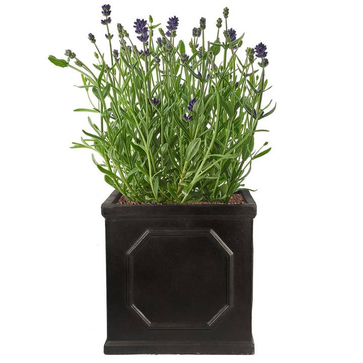 Idealist Lite Fibrestone Planters - Wholesale Planter Box - IDEALIST Faux Lead Chelsea Box Square Light Stone Planter