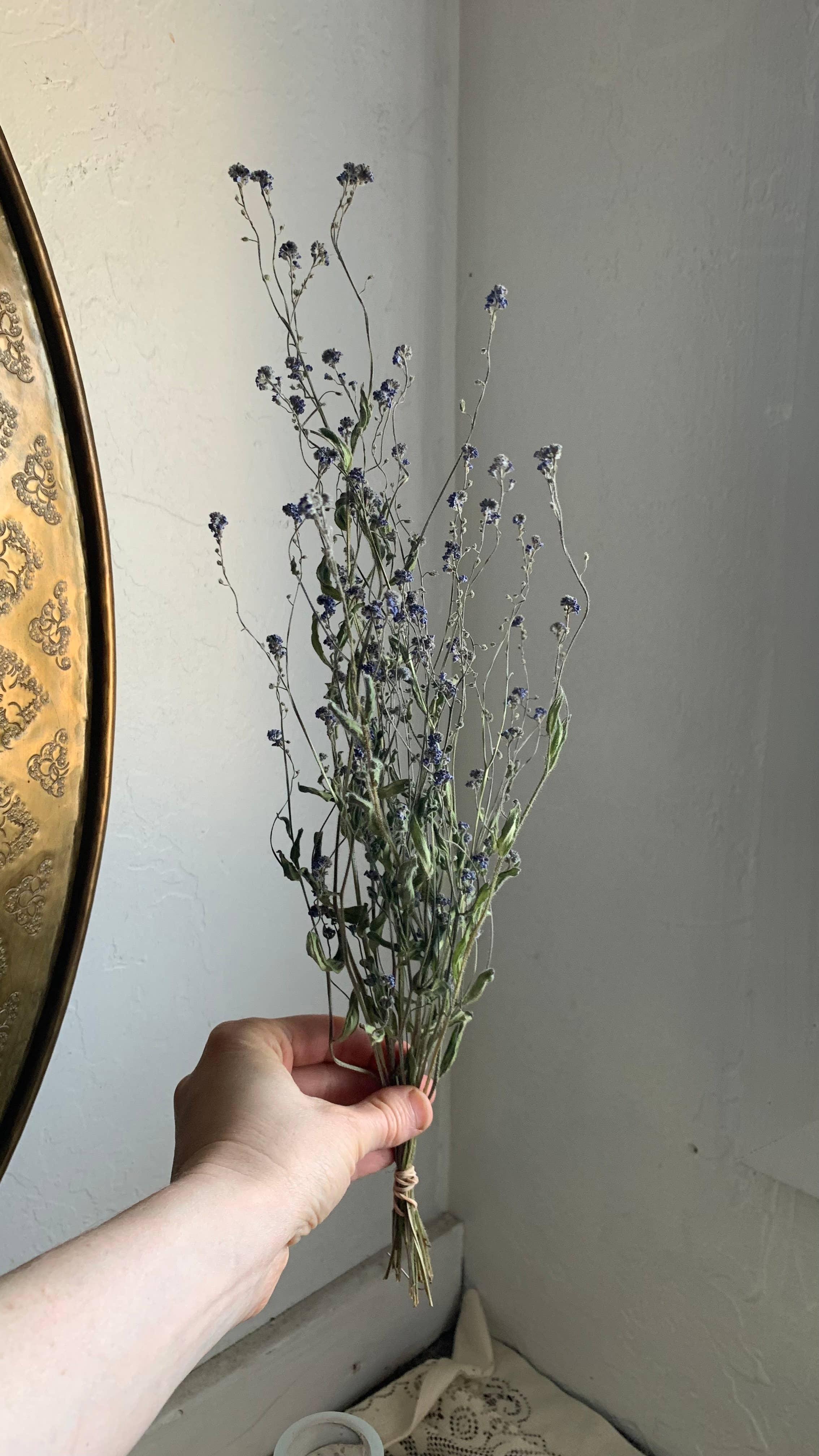 Twig and Snip - Wholesale Dried/Pressed Flowers - Dried Forget-me-nots Wildflower - Sympathy Flowers 3