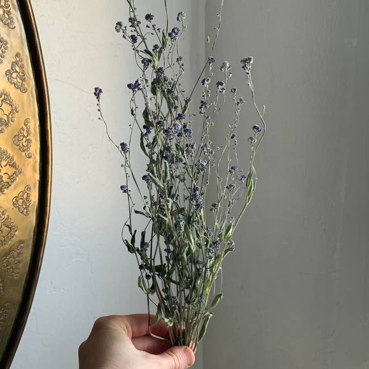 Twig and Snip - Wholesale Dried/Pressed Flowers - Dried Forget-me-nots Wildflower - Sympathy Flowers 3