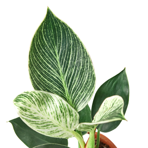 House Plant Wholesale - Wholesale Live Plant - PHILODENDRON BIRKIN 4-inch1